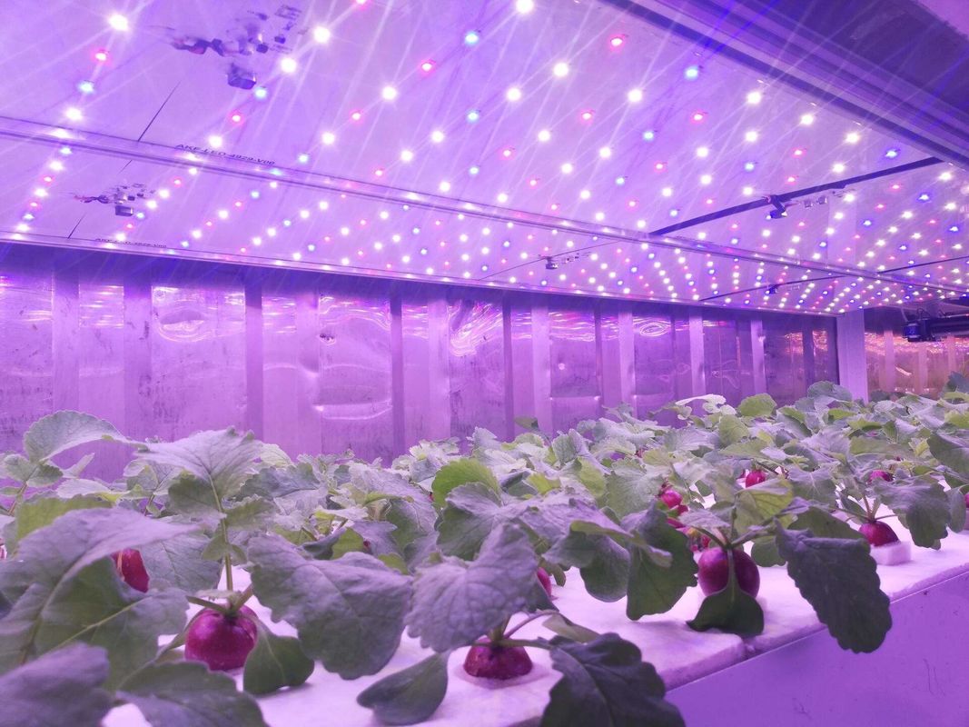 Контейнерный тип Машины для зеленого корма Гидропонная коммерческая машина для прорастания