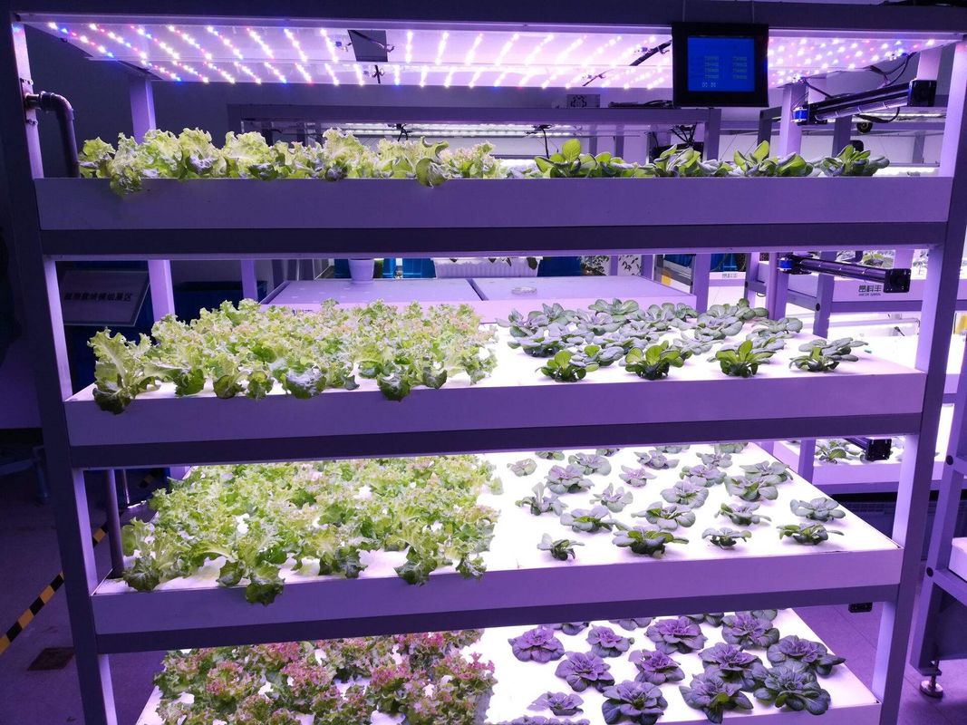 Контейнерный тип Машины для зеленого корма Гидропонная коммерческая машина для прорастания